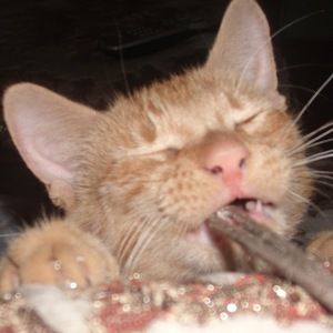 Meet your Posher, Tunisha